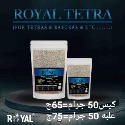 royal tetra