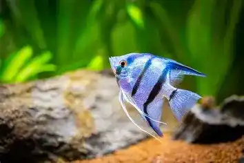 angel fish blue tigar