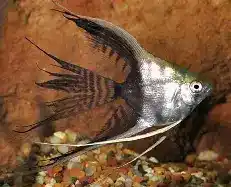 angel fish black and white vailtail