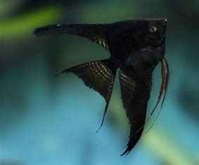 angel fish fool black
