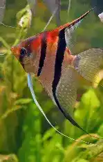 manacapuru angelfish