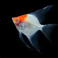 angel fish albino red cap