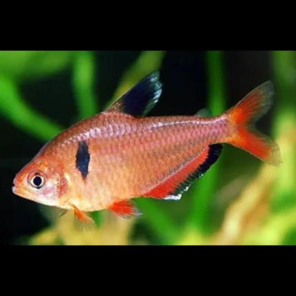 سيربيا تيترا هاى فين