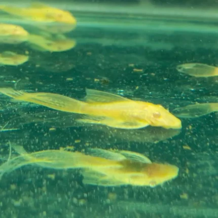 بريستل سوبر لونج